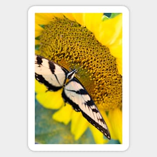 Butterfly on a sunflower Sticker